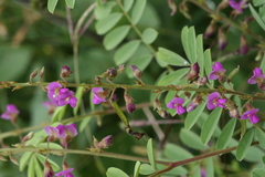 Tephrosia purpurea
